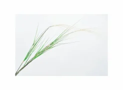 Decoratietak Grasspriet H122cm