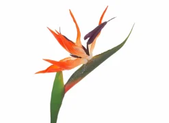 Decoratietak Vogelbek H83cm