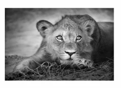 Foto op canvas Lioness 60x90cm