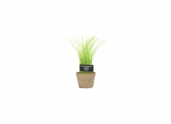 Kunstplant Bieslook H27cm
