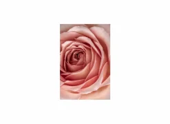 Print op glas Rose 80x120cm